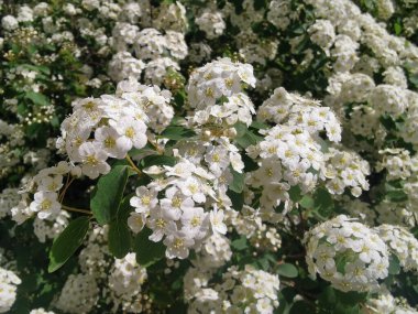 Bahçede büyüyen Spiraea Vanhouttei (Vanhoutte Spirea) çiçeklerine yakın çekim
