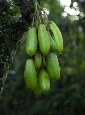 Yıldız meyvesi ağaçta, Yıldız meyvesi ağaçta bulanık arka planda.