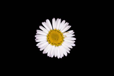 Bellis Perennis 'e yakın çekim, papatya siyah arka planda izole edilmiş..