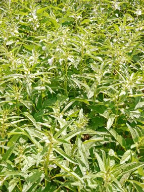 Rüzgar boyunca esen susam tarlalarının güzel bir görüntüsü.