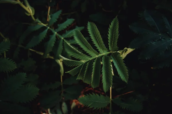 屋外で成長している植物の濃い緑の葉の閉鎖 — ストック写真