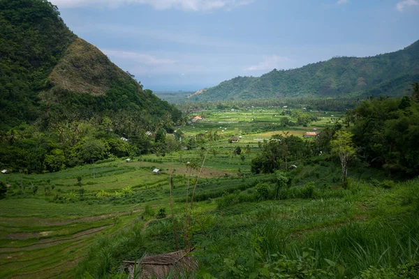 Une Vue Naturelle Sur Les Rizières Verdure Bali Indonésie — Photo