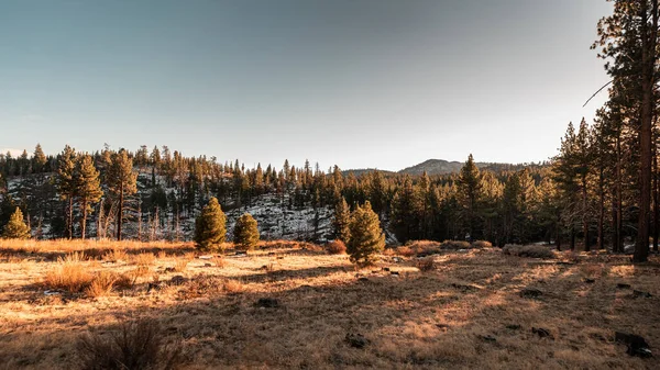 Una Bella Foto Una Foresta Nazionale Sequoia Piena Alberi Montagne — Foto Stock
