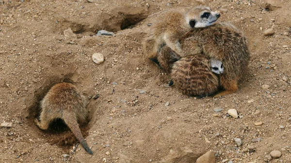 Tiro Perto Meerkats Cavando Buracos Protegendo Uns Aos Outros — Fotografia de Stock