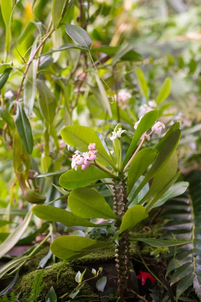 Κοντινό Πλάνο Του Θάμνου Λουλουδιών Phalaenopsis Στο Θερμοκήπιο — Φωτογραφία Αρχείου