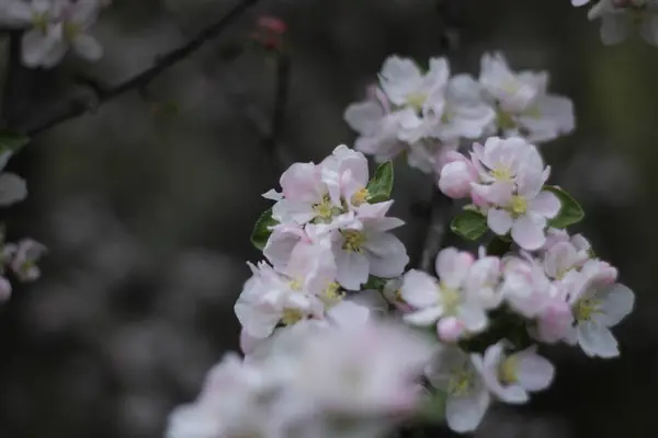 Een Closeup Shot Van Een Appel Plant Florerend Tuin — Stockfoto