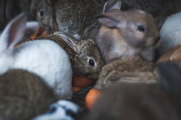 Selective Focus Shot Cute Farm Rabbits Carrots Cage Farm Daytime — Stock Photo, Image