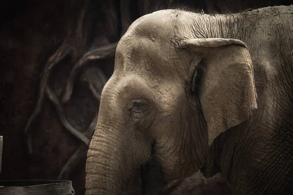 Zbliżenie Azjatyckiego Słonia Lesie — Zdjęcie stockowe