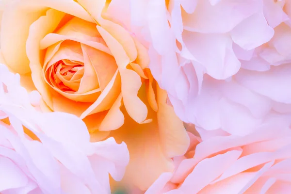 Zbliżenie Ujęcia Pięknych Róż Idealne Tło — Zdjęcie stockowe