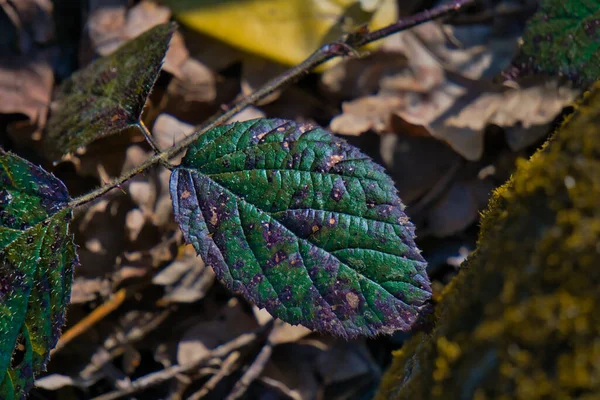 Een Close Van Groen Blad Grond — Stockfoto