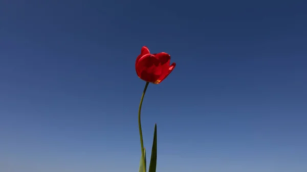 青い背広の前の赤い春の花 — ストック写真