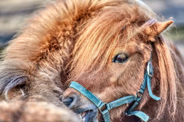 Primer Plano Una Cabeza Pony Shetland Miniatura Granja — Foto de Stock