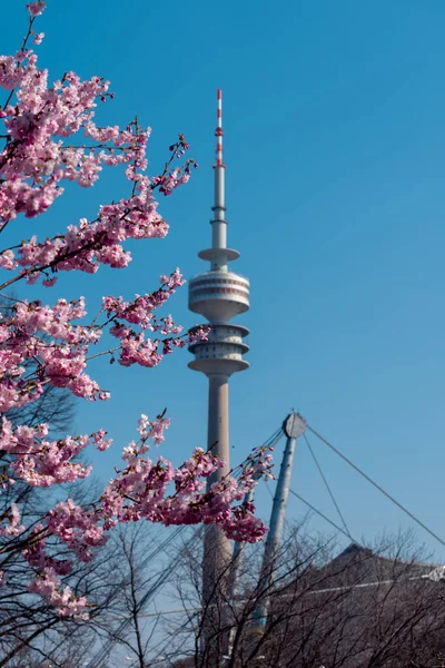 Cherry Blossoms Blooming View Olympic Tower Munich Cherry Blossoms Olympic — Stock Photo, Image