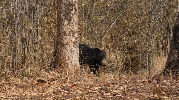 Азиатский Черный Медведь Белый Медведь Грудью Гуляющий Лесу — стоковое фото