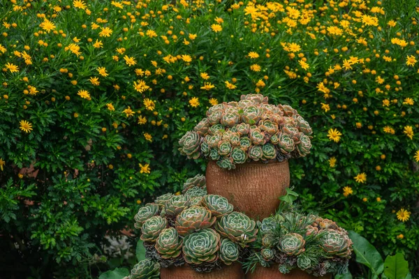 Ein Blick Auf Schöne Sukkulenten Einem Garten Mit Blumen — Stockfoto