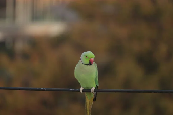 Зеленое Кольцо Шеей Попугая Кольца Шеи Попугая — стоковое фото