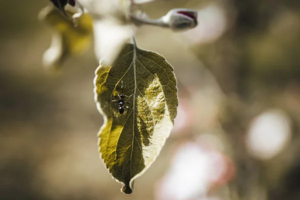 Ένα Κοντινό Πλάνο Ενός Μυρμηγκιού Στο Πράσινο Φύλλο — Φωτογραφία Αρχείου