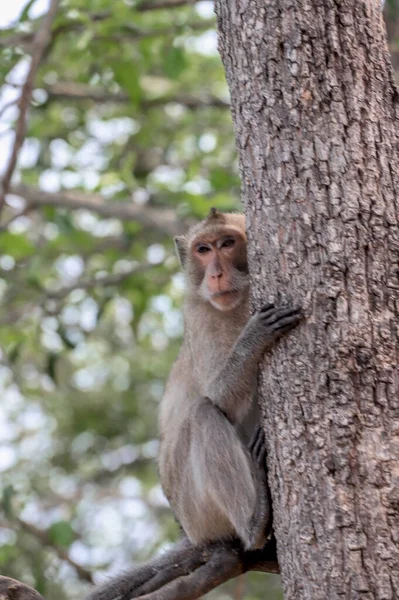 Vertical Shot Macaque Sitting Tree — Stock Photo, Image