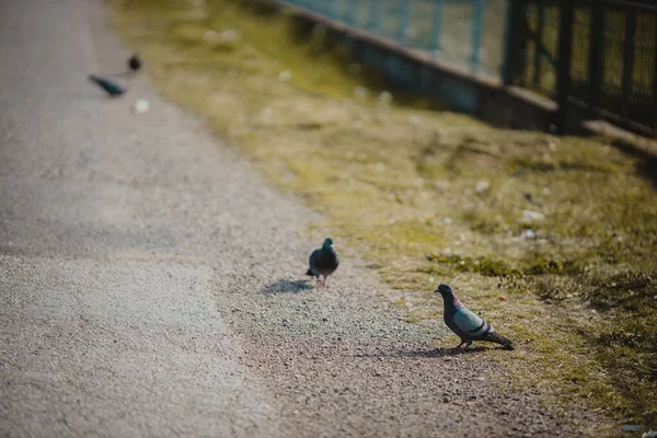 Yerde Duran Güvercinlerin Seçici Odak Noktası — Stok fotoğraf