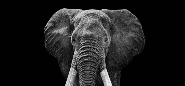 Egy Fekete Hátterű Elefánt Szürkeárnyalata — Stock Fotó