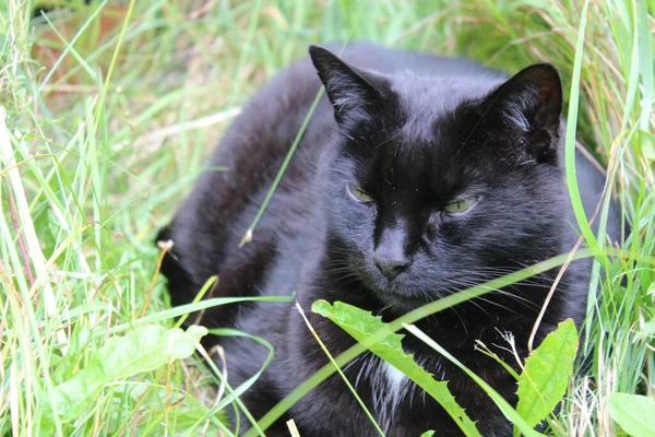 Černá Kočka Sedící Trávě — Stock fotografie