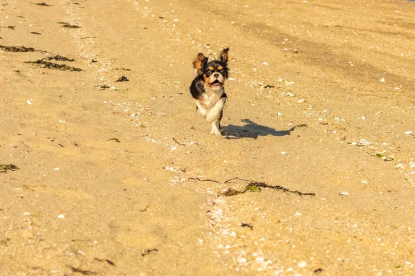 Süvari Bir Köpek Kral Charles Kumsalda Koşan Şirin Bir Köpek — Stok fotoğraf