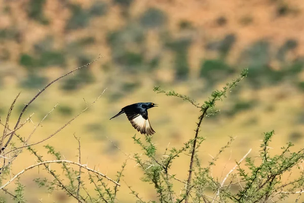 色白の翼を持つスターリング オニコガタス ナボウルプ ナミビアの砂漠を飛ぶ黒い鳥 — ストック写真