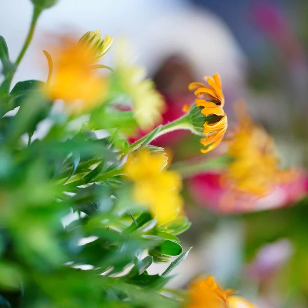 Detailní Záběr Žlutých Měsíčků Tagetes Rozmazaném Pozadí — Stock fotografie