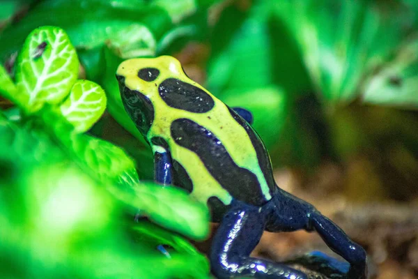 ぼやけた背景に植物の間に隠れて毒ダーツカエルのクローズアップショット — ストック写真