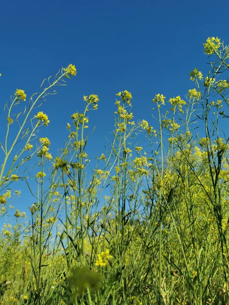 Colpo Verticale Fiori Colza Gialli Sfondo Cielo Blu Campo — Foto Stock