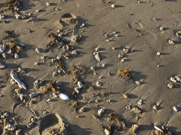 Крупный План Пляжных Раковин — стоковое фото