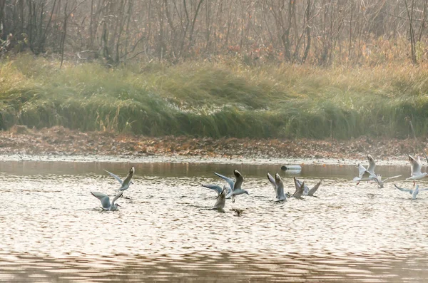 Flock River Gulls Fly Pond Water Gathering Food —  Fotos de Stock