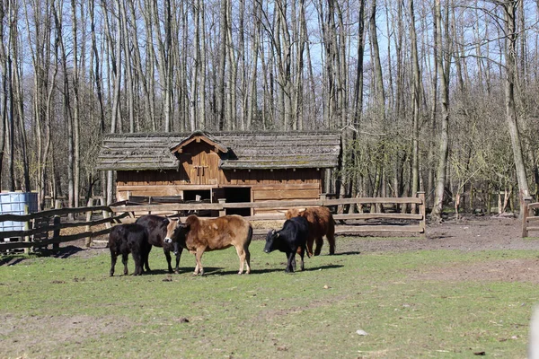 Paisaje Rural Soleado Vacas Toros Campo Una Granja Día Soleado —  Fotos de Stock