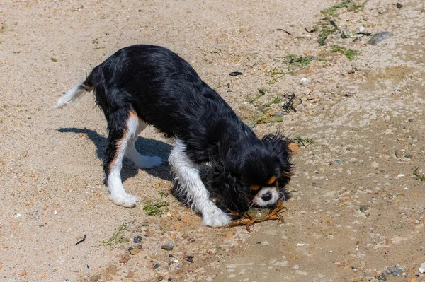 A dog cavalier king charles, a cute puppy fighting with a crab
