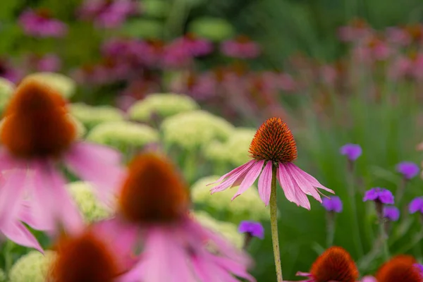 Μωβ Φυσητήρες Echinacea Πλήρη Άνθιση Στον Ήλιο — Φωτογραφία Αρχείου