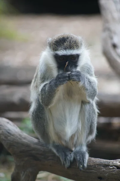 Closeup Shot Monkey Nature — Stock Photo, Image