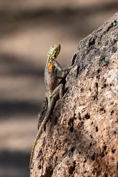 Common Agama Agama Agama Female Lizard Namibia — Stock Photo, Image