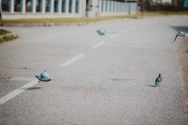 Eine Selektive Fokusaufnahme Von Tauben Die Über Eine Autobahn Fliegen — Stockfoto