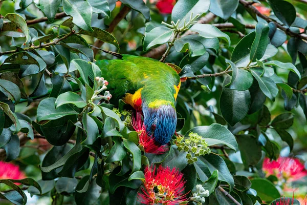 Närbild Fågel Som Heter Rainbow Lorikeet Som Äter Pollen Från — Stockfoto