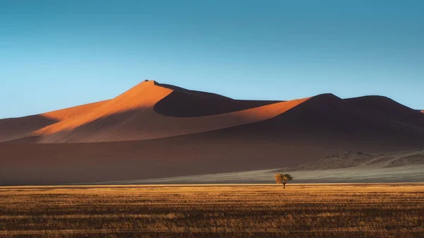 Ett Litet Träd Öknen Med Sandberg Blå Himmel — Stockfoto