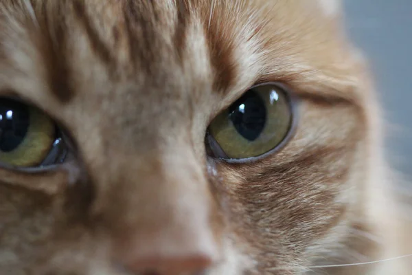 Симпатичний Імбирний Кіт Зелені Очі Розмитому Тлі — стокове фото