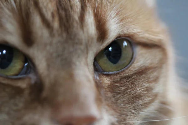 Cute Ginger Cat Green Eyes Blurred Background — Stock Photo, Image