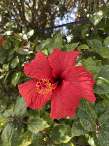 Hibiscus Flor Roja Jardín Durante Primavera — Foto de Stock
