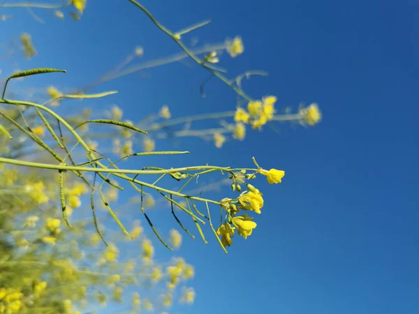 ดอกไม เมล ดเรพซ เหล องในพ นหล าบนสนาม — ภาพถ่ายสต็อก