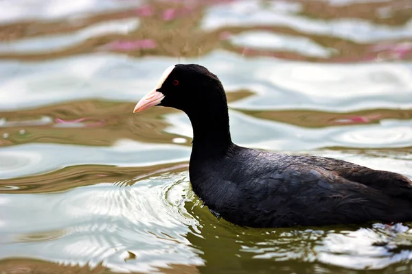 Gün Boyunca Parkta Gölde Bir Avrasyalı Yaban Ördeği — Stok fotoğraf