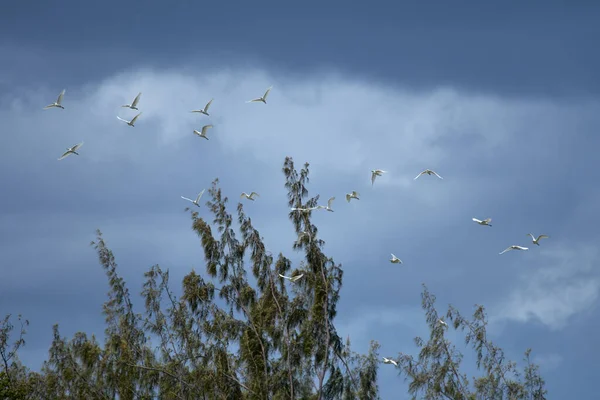 Низкоугольный Снимок Стаи Птиц Летящих Мрачную Погоду — стоковое фото