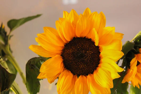 Shot Beautiful Bright Sunflower — Stock fotografie