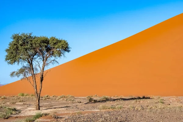 Namibie Désert Namibien Arbre Isolé Dans Les Dunes Rouges Arrière — Photo