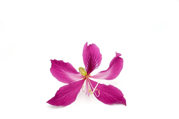 Eine Nahaufnahme Einer Lila Blume Isoliert Auf Weißem Hintergrund — Stockfoto