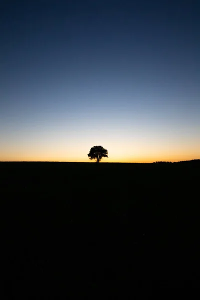 Die Silhouette Eines Baumes Auf Dem Hintergrund Des Sonnenuntergangs — Stockfoto